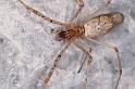 Tetragnatha_ZZ552_D7066_Z_90_Camping at Hopi hollow_Australie
